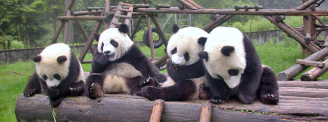Chengdu’s Panda Sanctuary